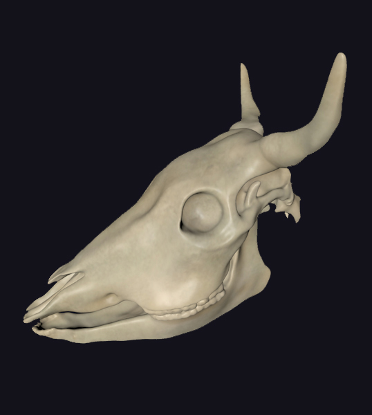 Wissing Visualisierung Model Of A Cattle Skull